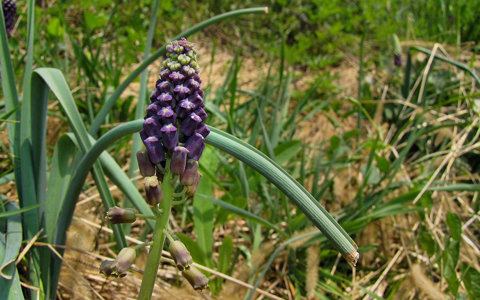 Muscari comosum